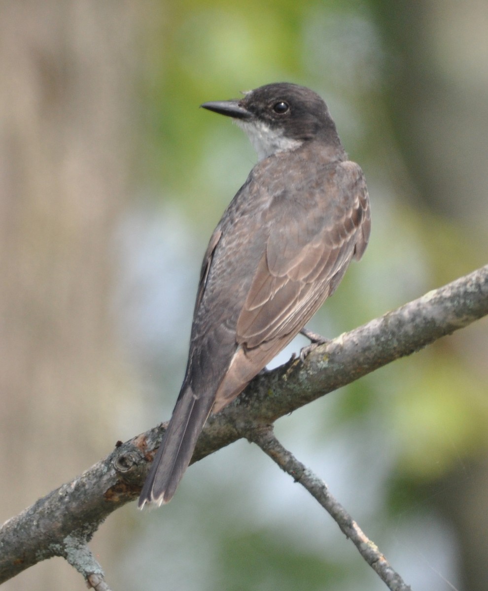 Eastern Kingbird - ML608601199