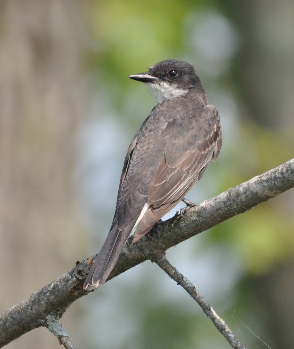 Eastern Kingbird - ML608601200