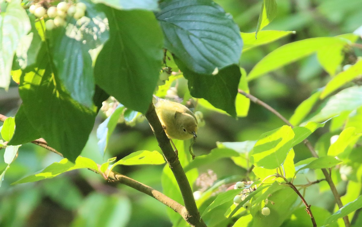 Yellow Warbler - ML608601207