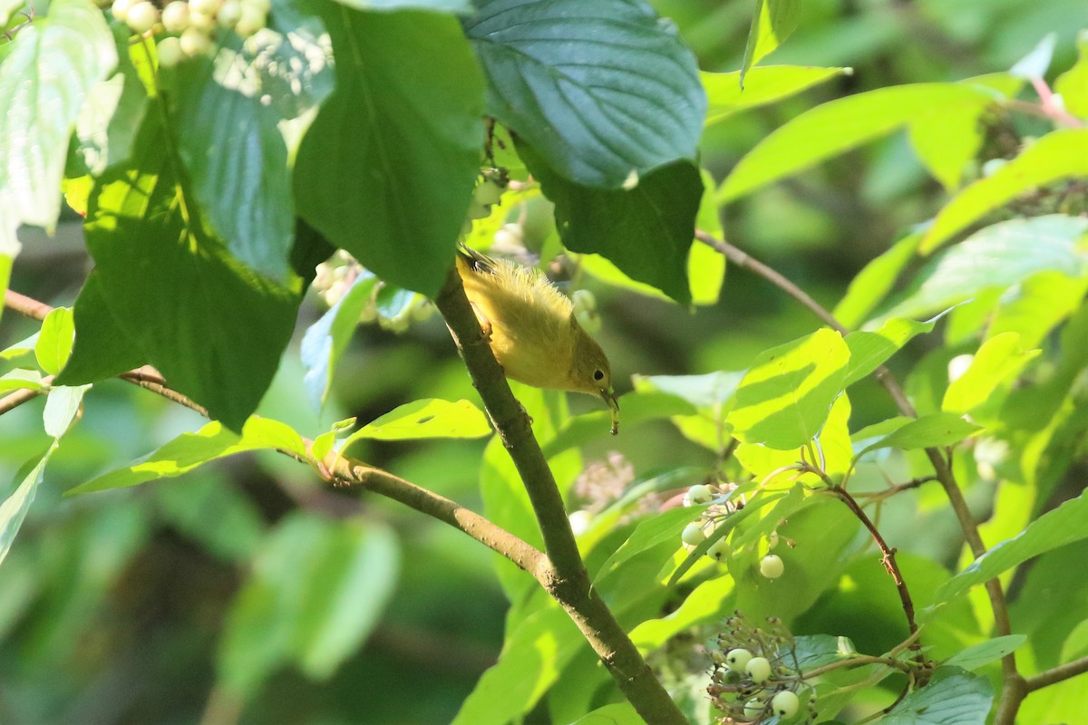 Yellow Warbler - ML608601208