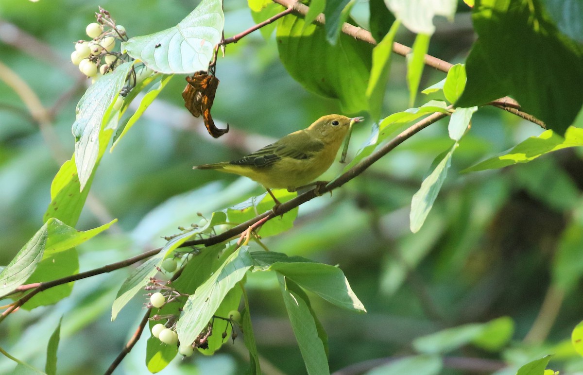 Yellow Warbler - ML608601210