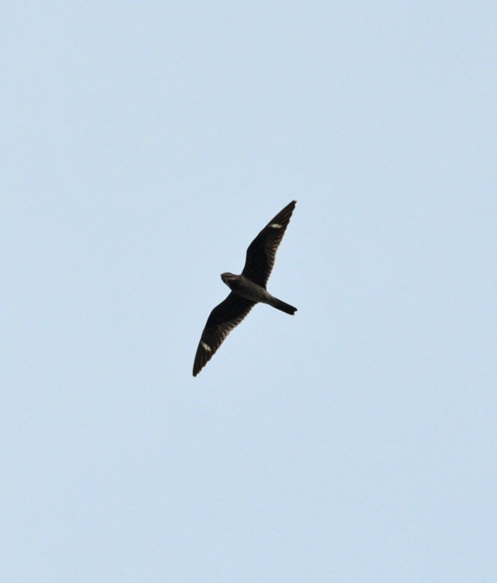 Common Nighthawk - Marc Fenner