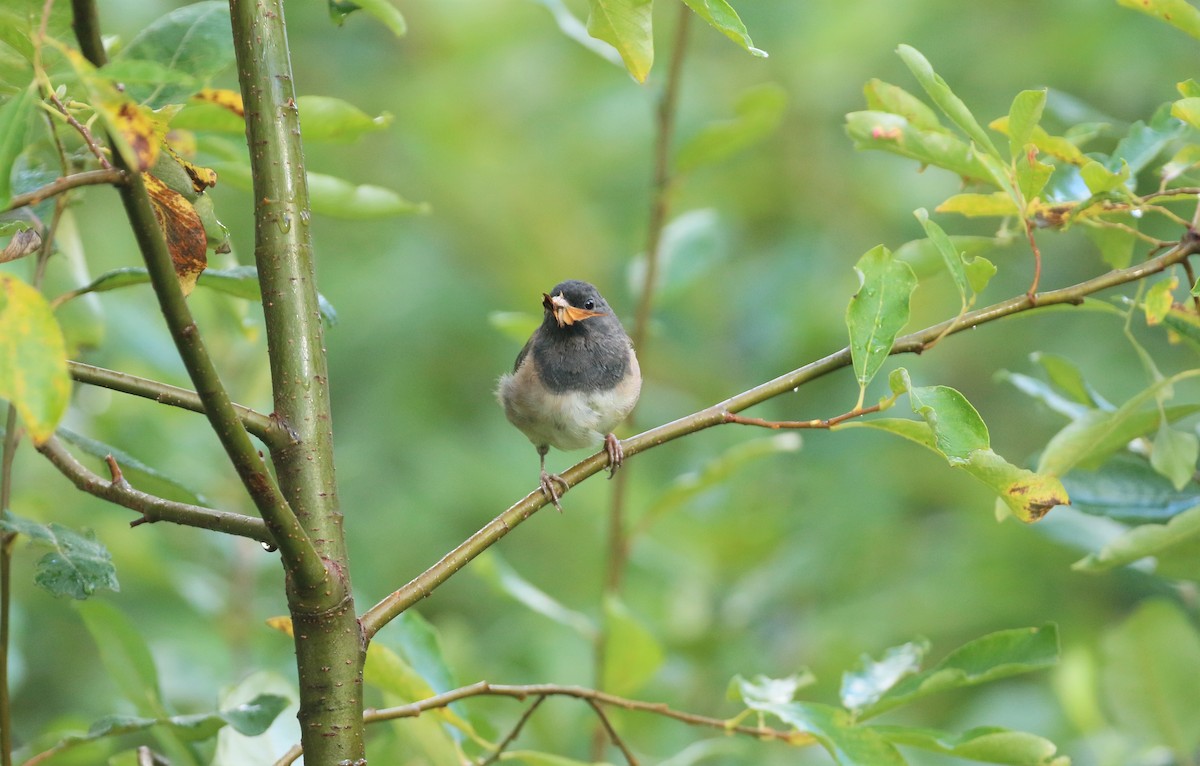 Dark-eyed Junco - Ben Limle