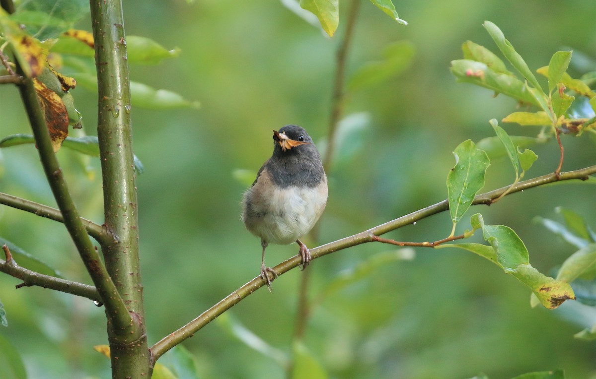 Dark-eyed Junco - ML608601248