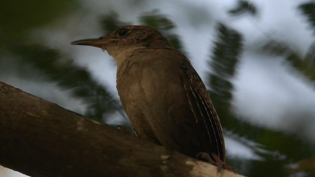 Zapata Wren - ML608601331