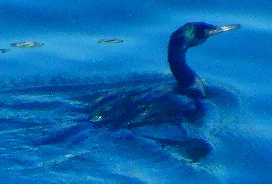 Pelagic Cormorant - ML608601431