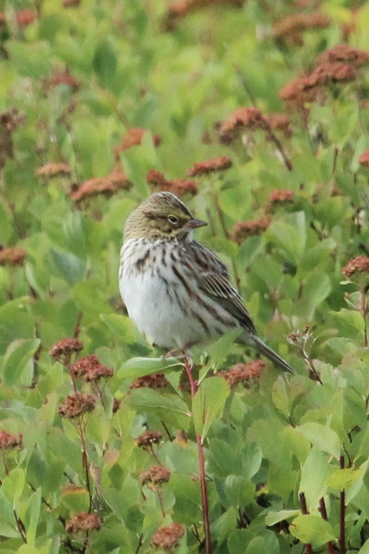 Savannah Sparrow - Matt Leavitt