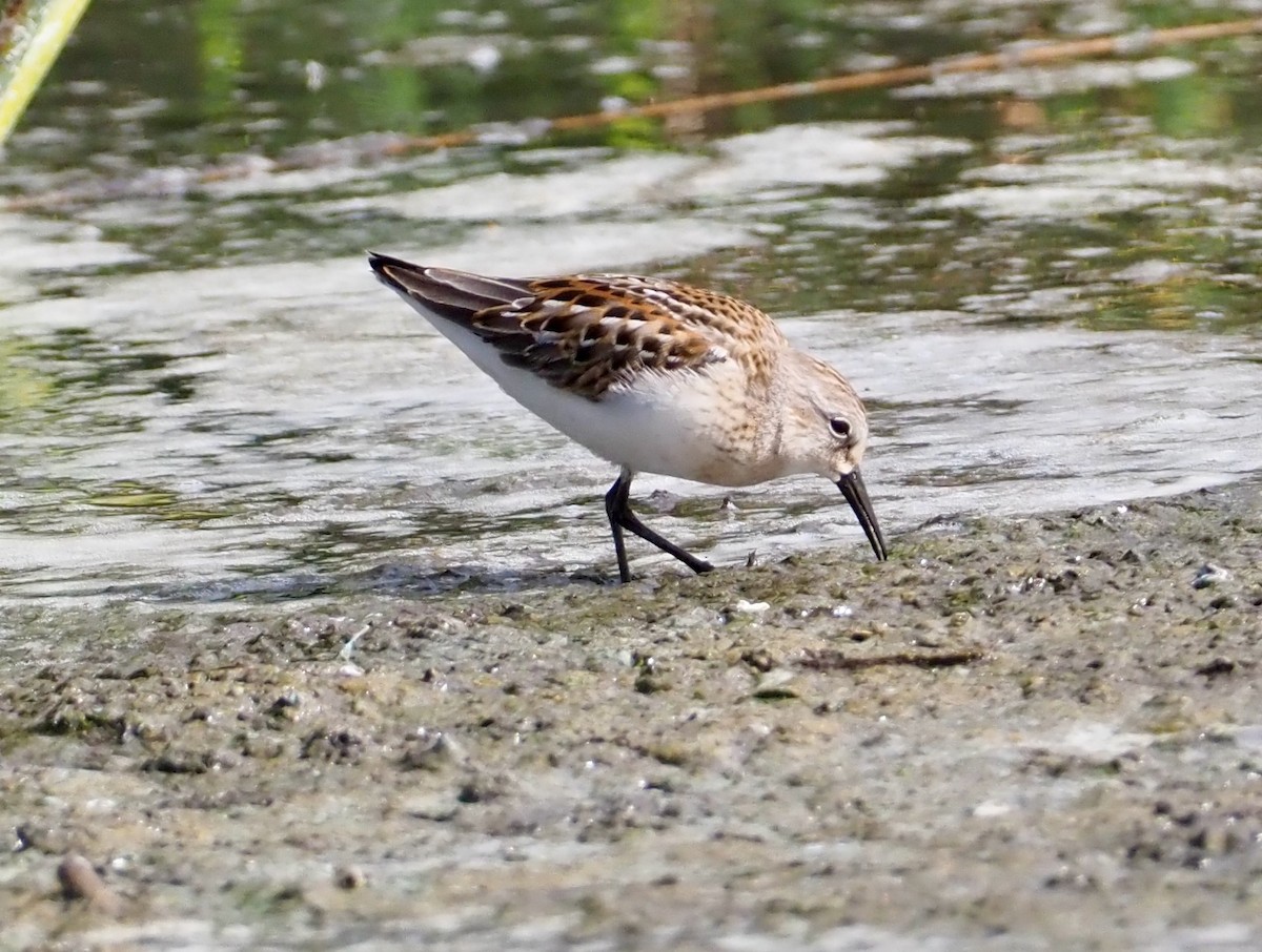 Western Sandpiper - ML608601460