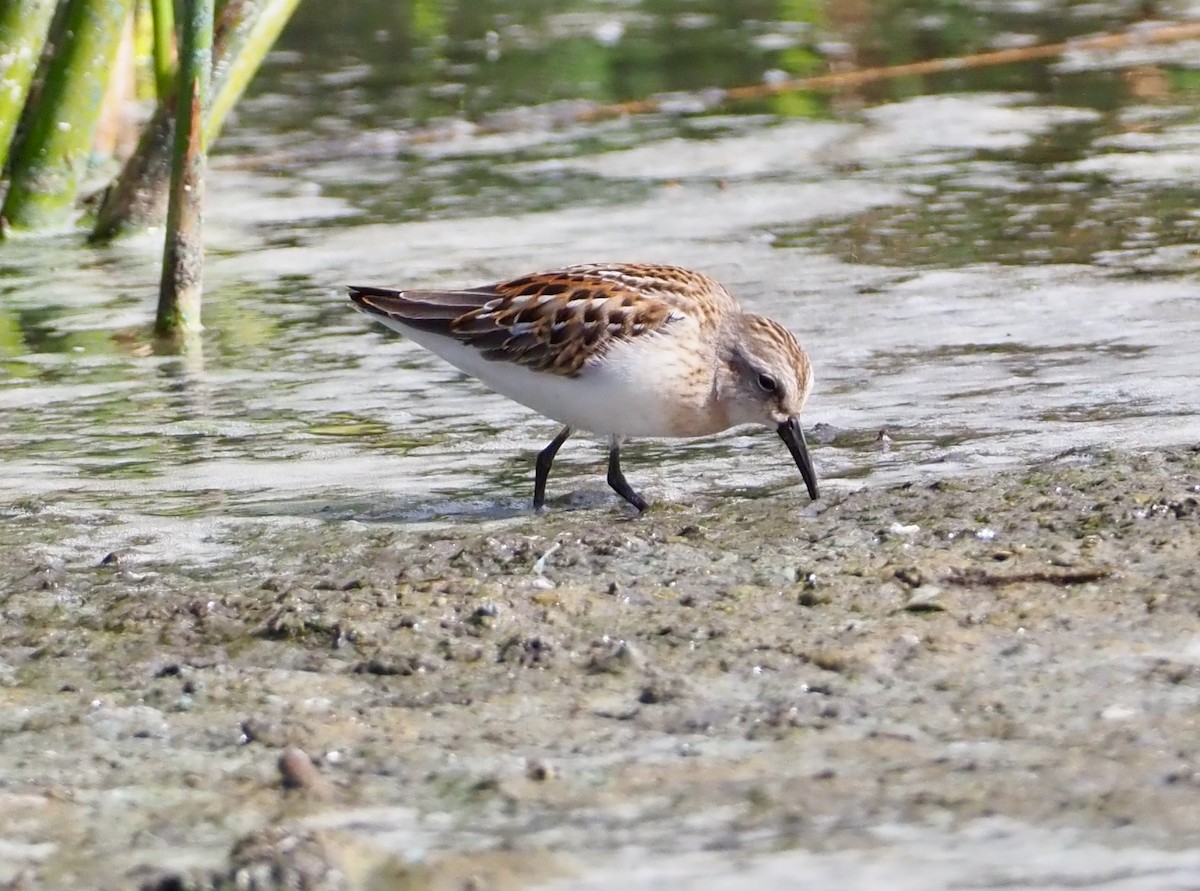 Western Sandpiper - ML608601461