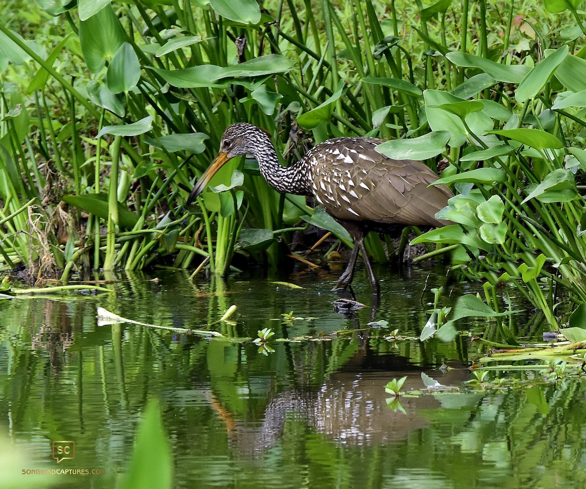 Limpkin - Candace Casey