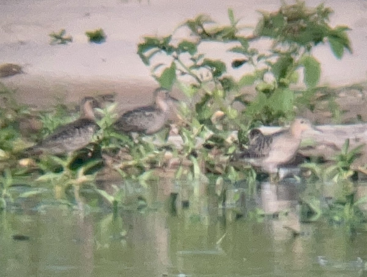 Buff-breasted Sandpiper - ML608601611