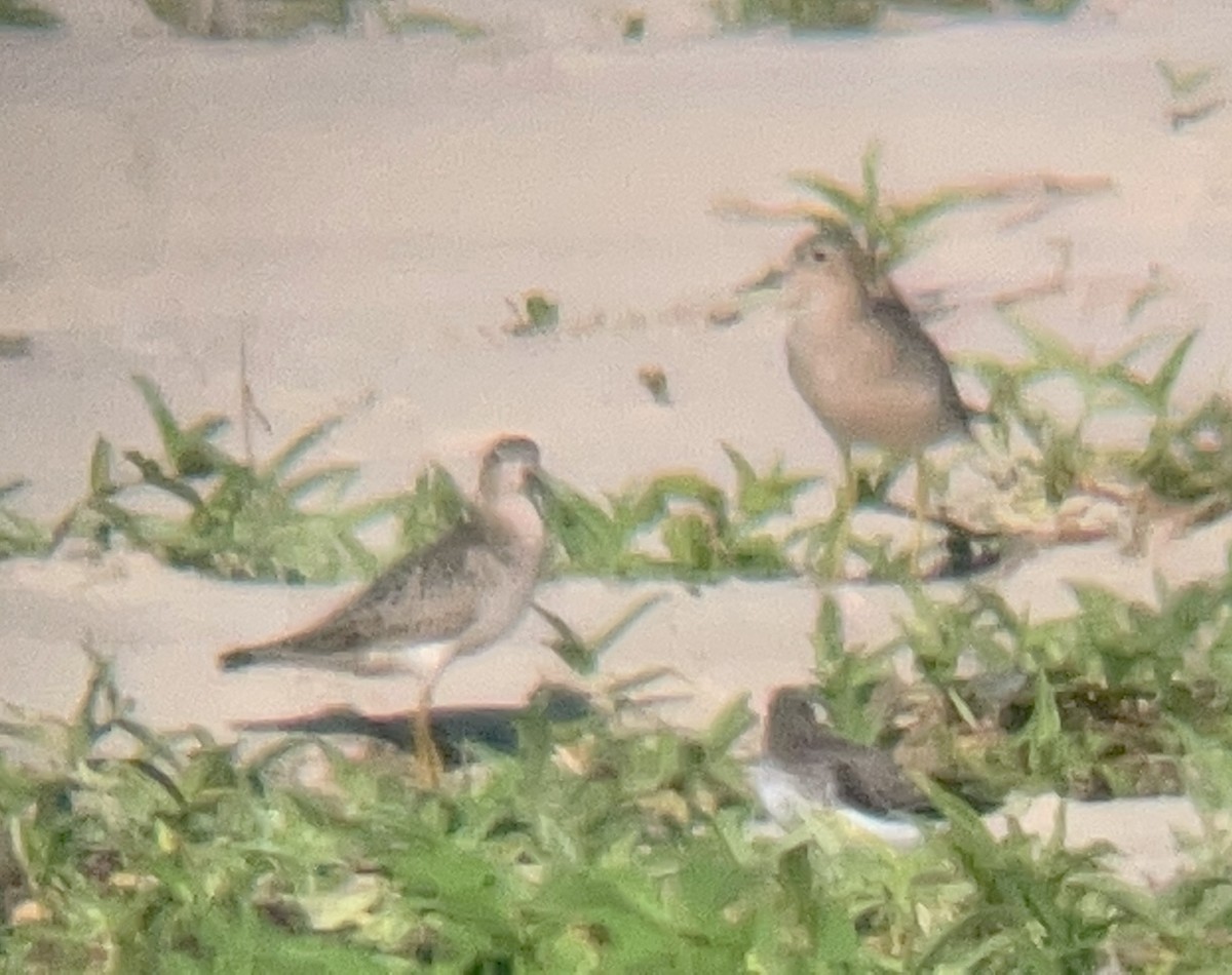 Buff-breasted Sandpiper - ML608601612