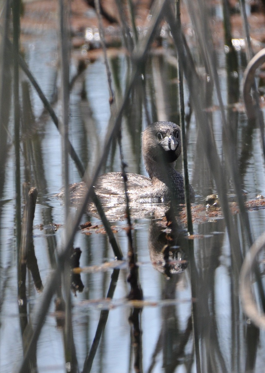 Pied-billed Grebe - ML608601846