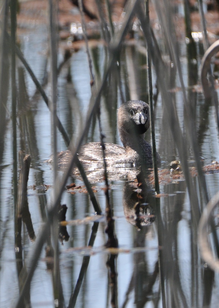 Pied-billed Grebe - Marc Fenner