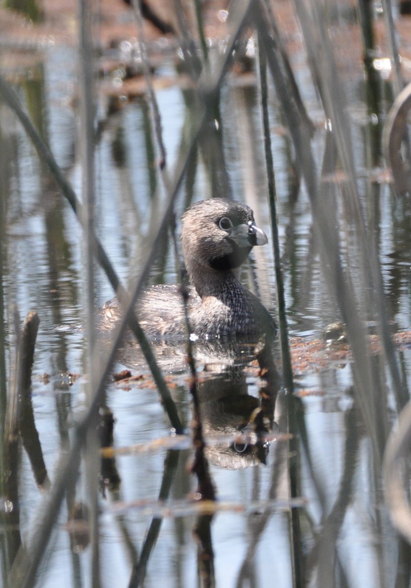 Pied-billed Grebe - ML608601847