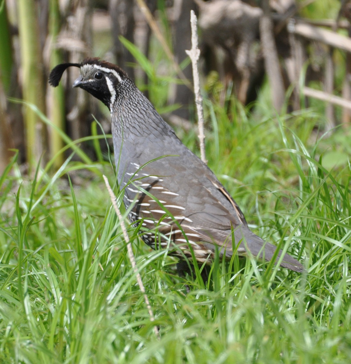 California Quail - ML608601858