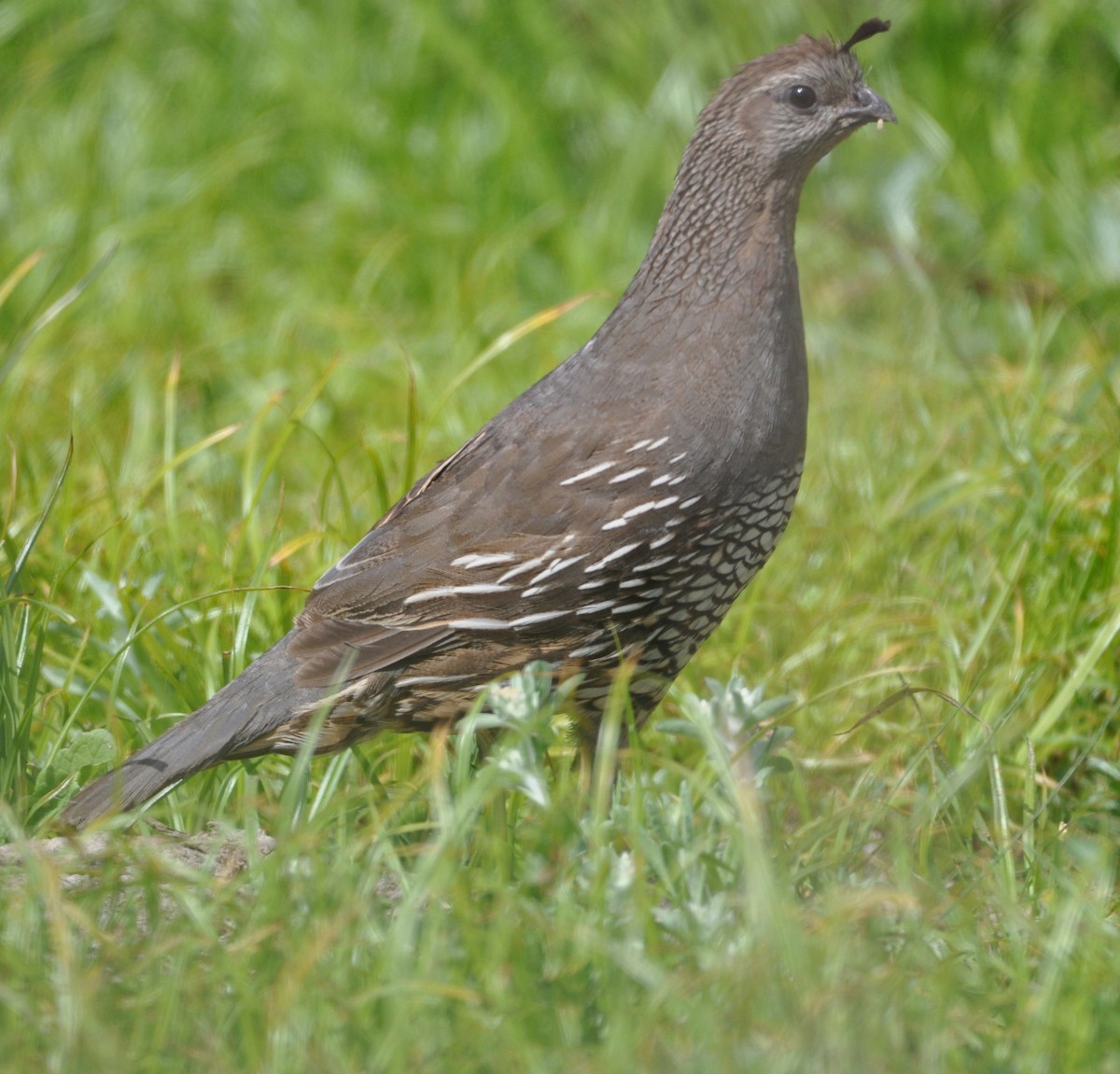 California Quail - ML608601859