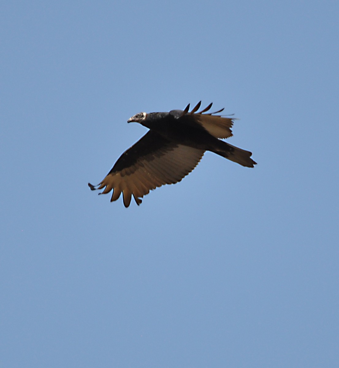 Turkey Vulture - ML608601864