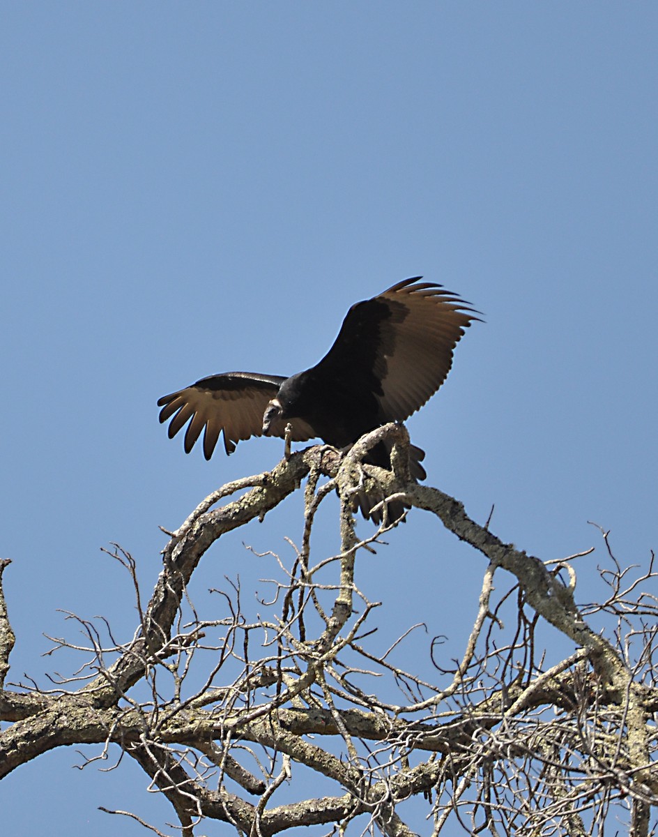 Turkey Vulture - ML608601865