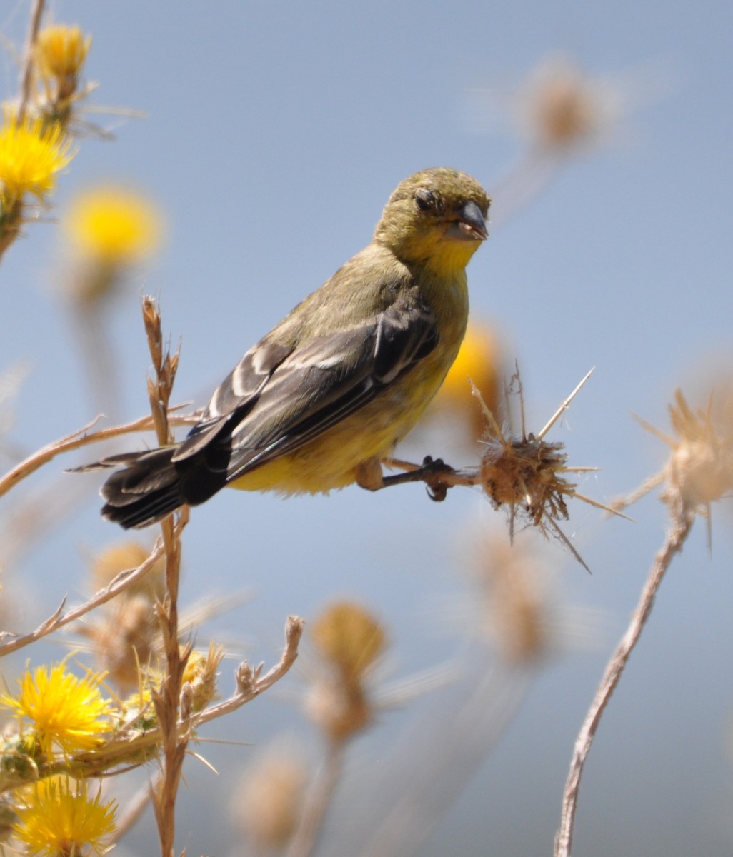Lesser Goldfinch - ML608601875