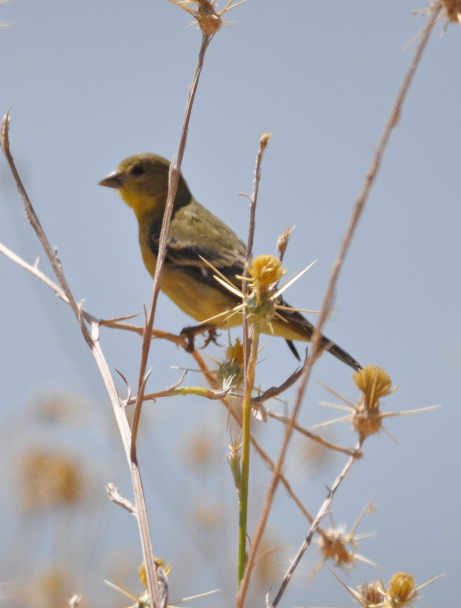 Lesser Goldfinch - ML608601876
