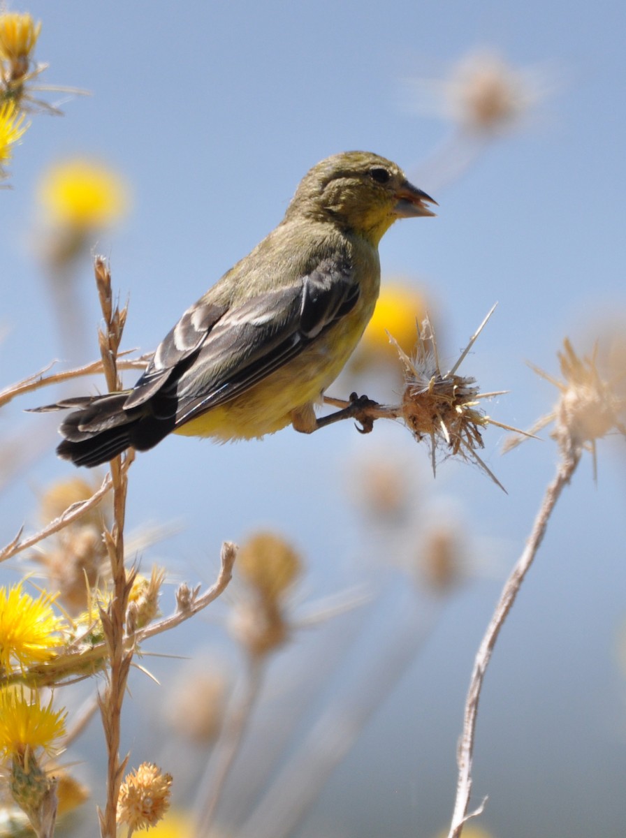 Lesser Goldfinch - ML608601877