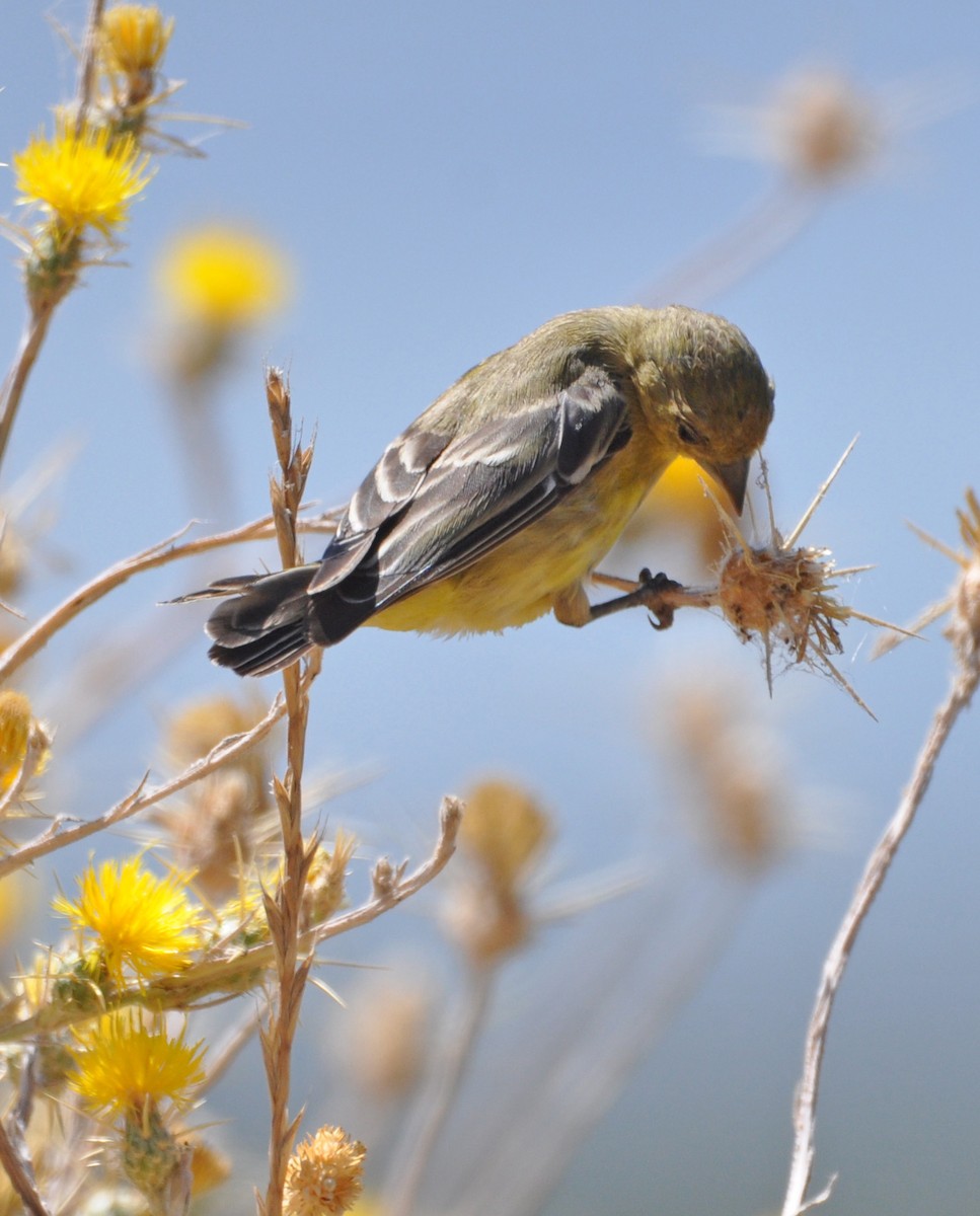 Lesser Goldfinch - ML608601878
