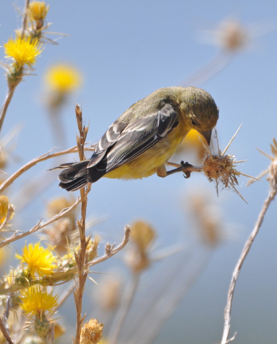 Lesser Goldfinch - Marc Fenner