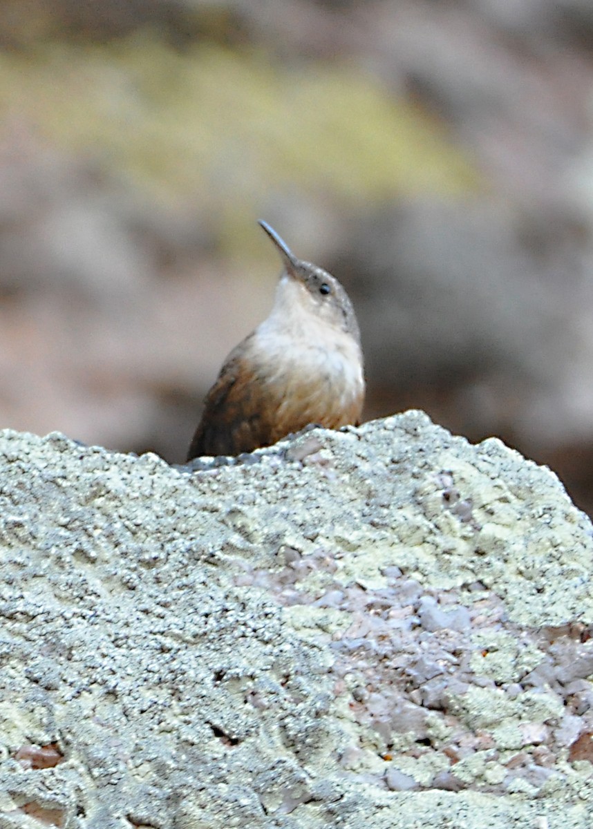 Canyon Wren - ML608601944