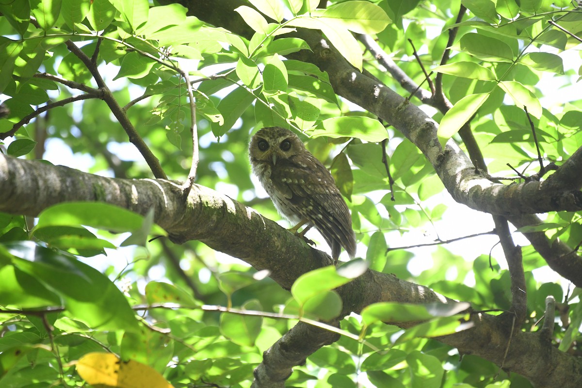 Bare-legged Owl - Brian Browne