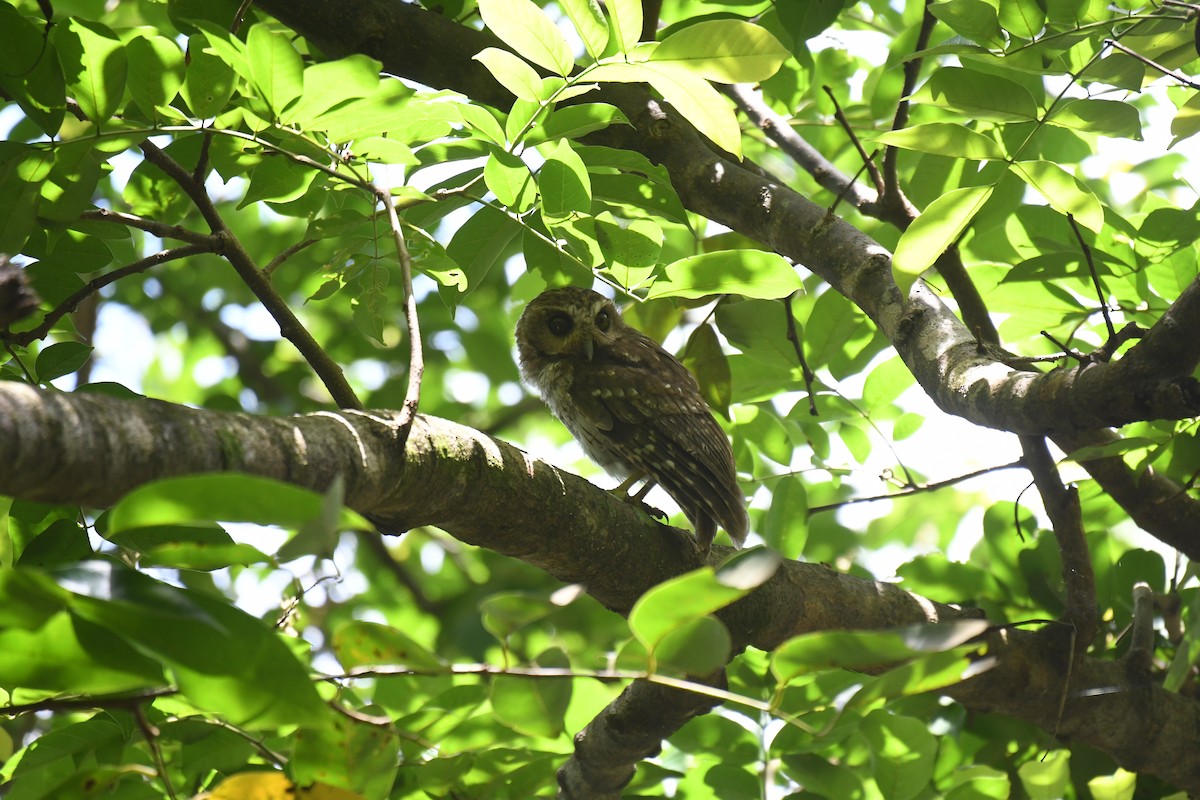 Bare-legged Owl - Brian Browne