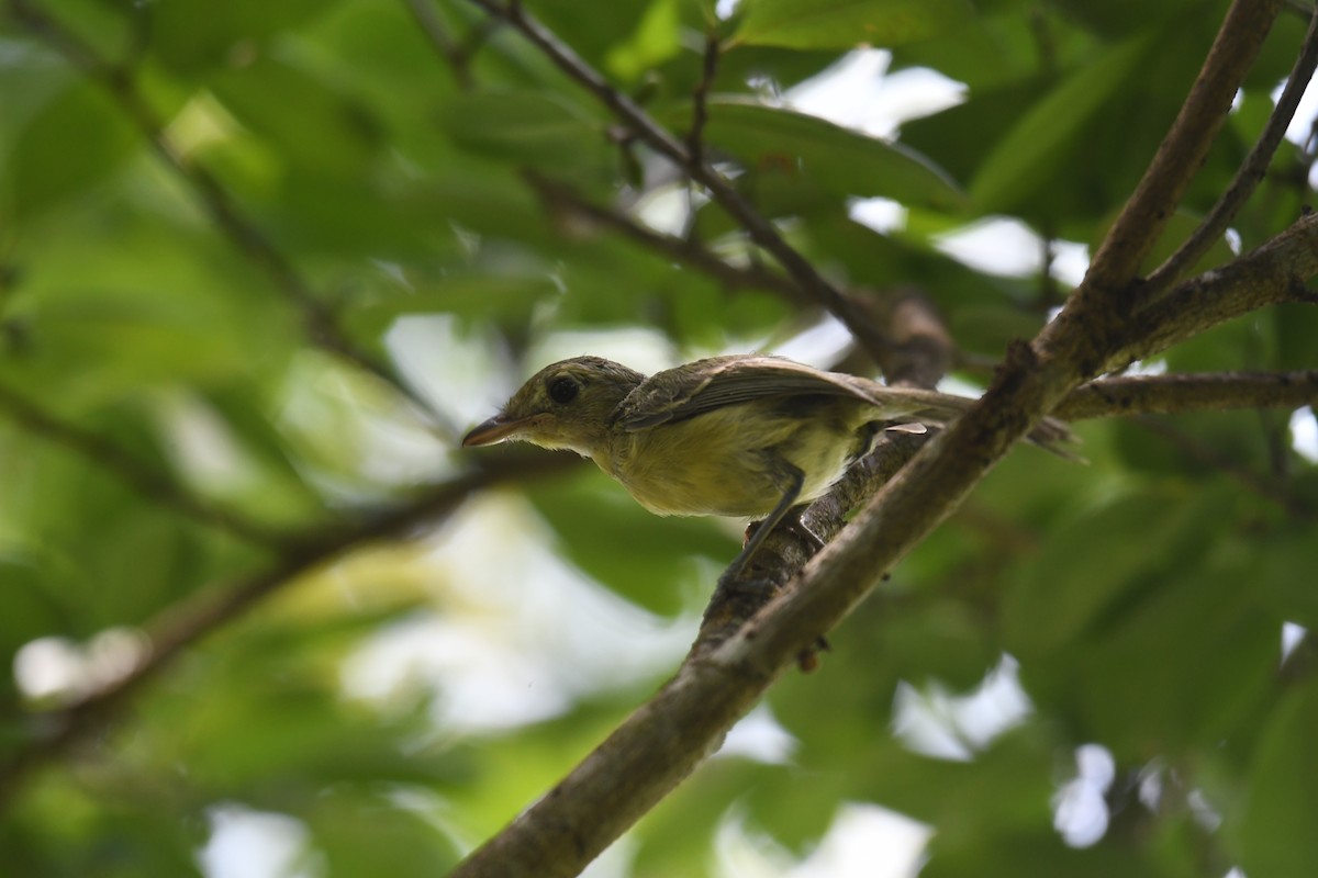 Cuban Vireo - Brian Browne