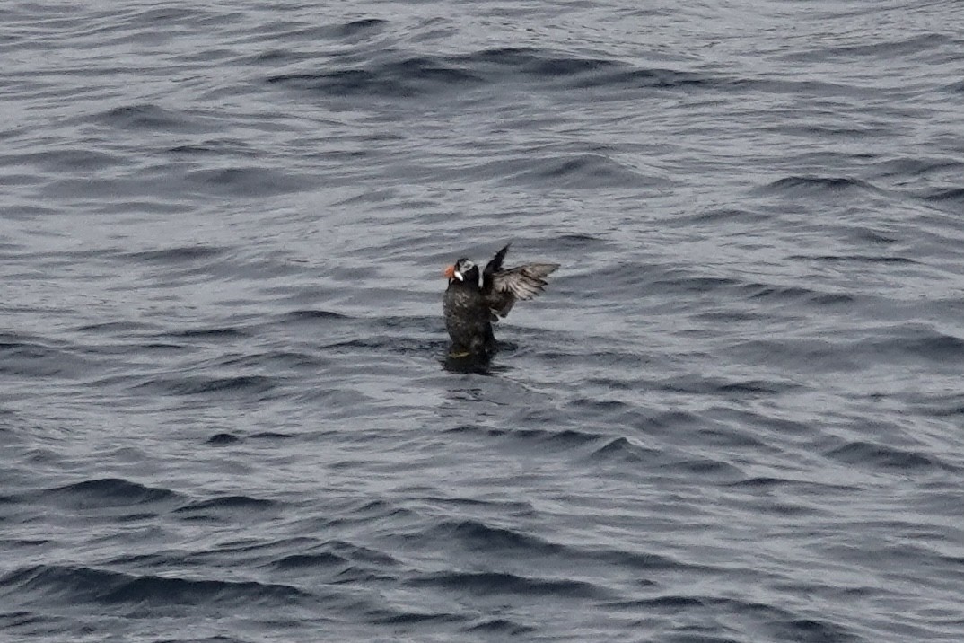 Tufted Puffin - Robert Rackliffe