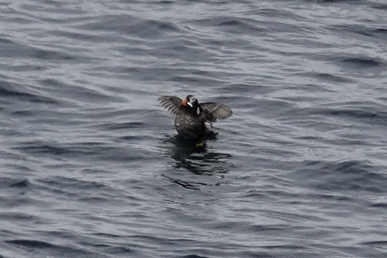 Tufted Puffin - ML608602019