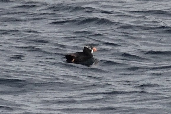 Tufted Puffin - ML608602020