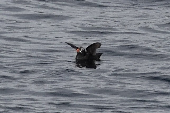 Tufted Puffin - ML608602021