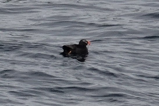 Tufted Puffin - ML608602022