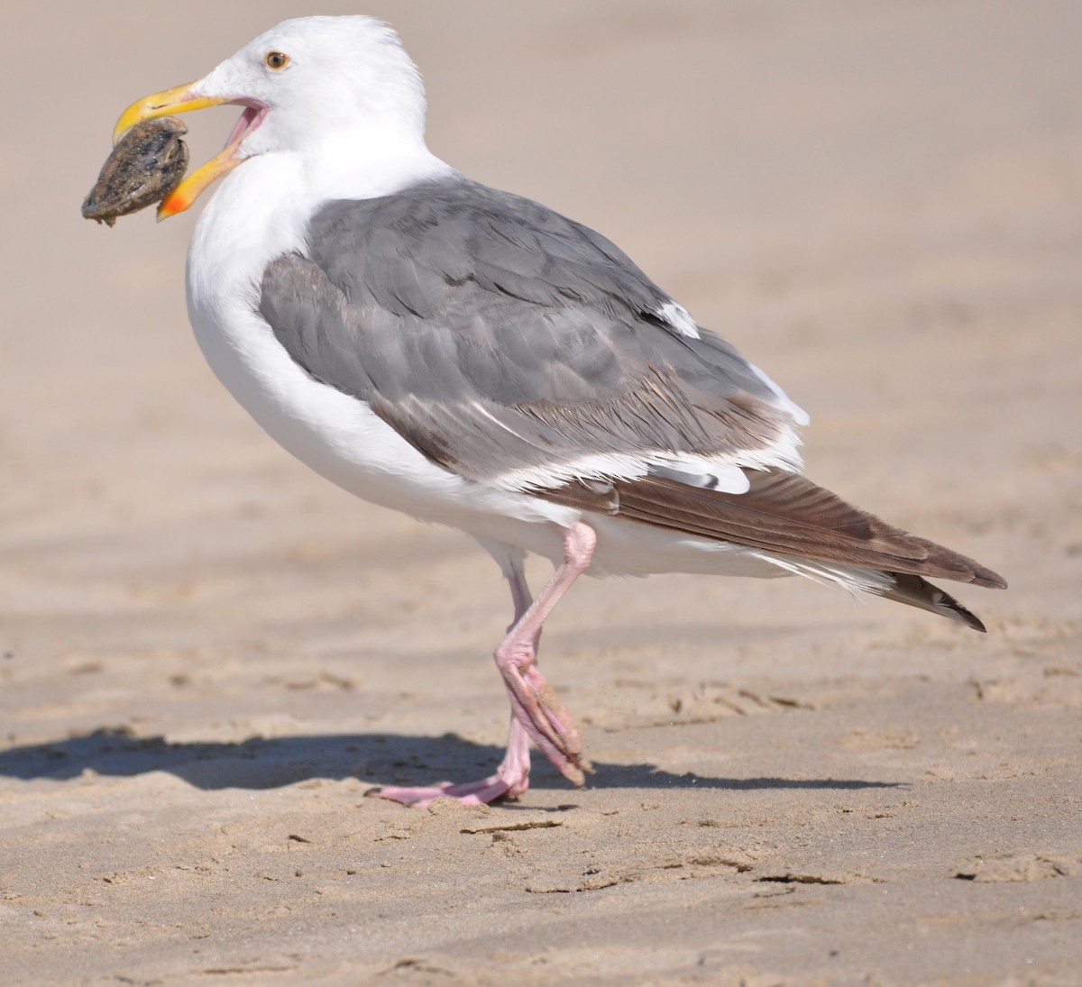 Western Gull - ML608602050