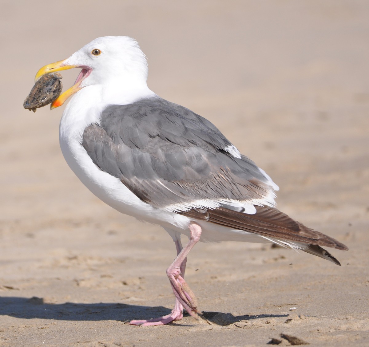 Western Gull - ML608602051