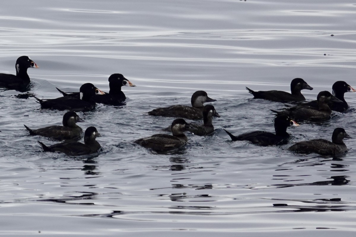 Black Scoter - ML608602060