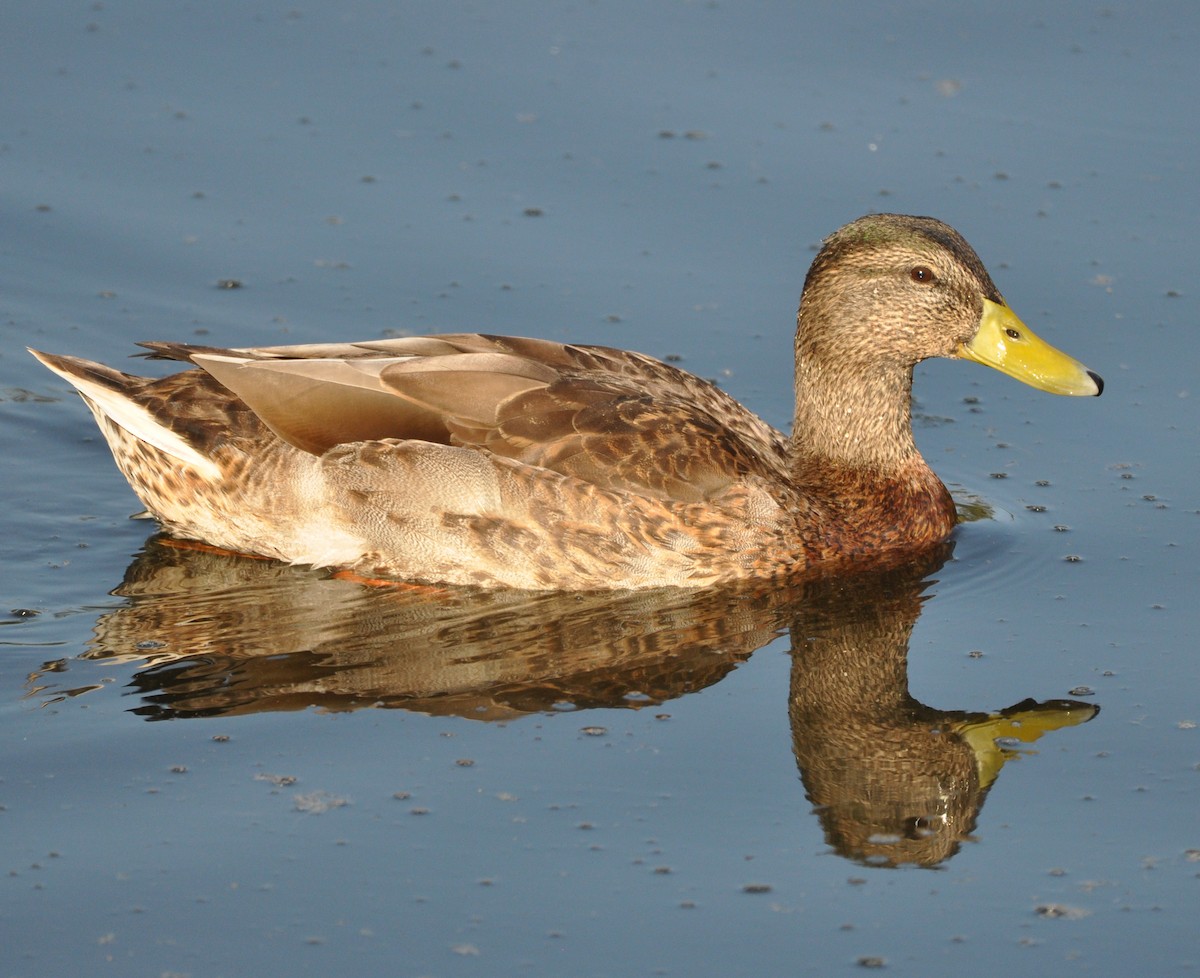 Mallard - ML608602082