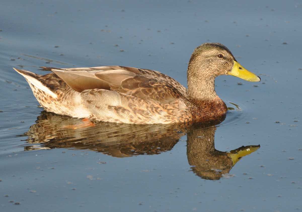 Mallard - ML608602083