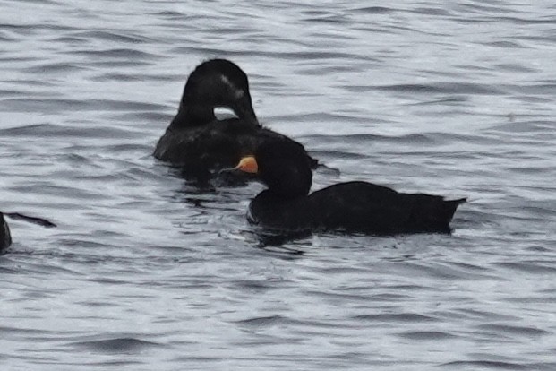 Black Scoter - ML608602089