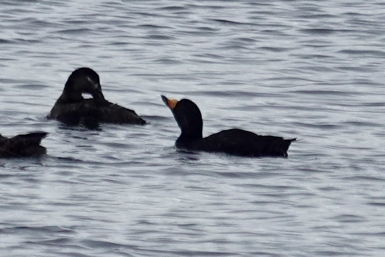 Black Scoter - ML608602090