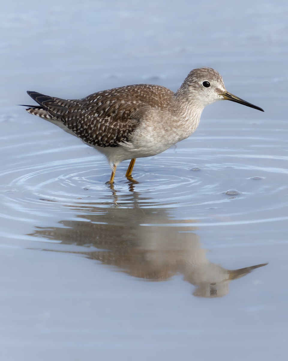 Lesser Yellowlegs - ML608602102