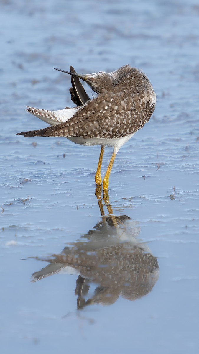 Lesser Yellowlegs - ML608602104