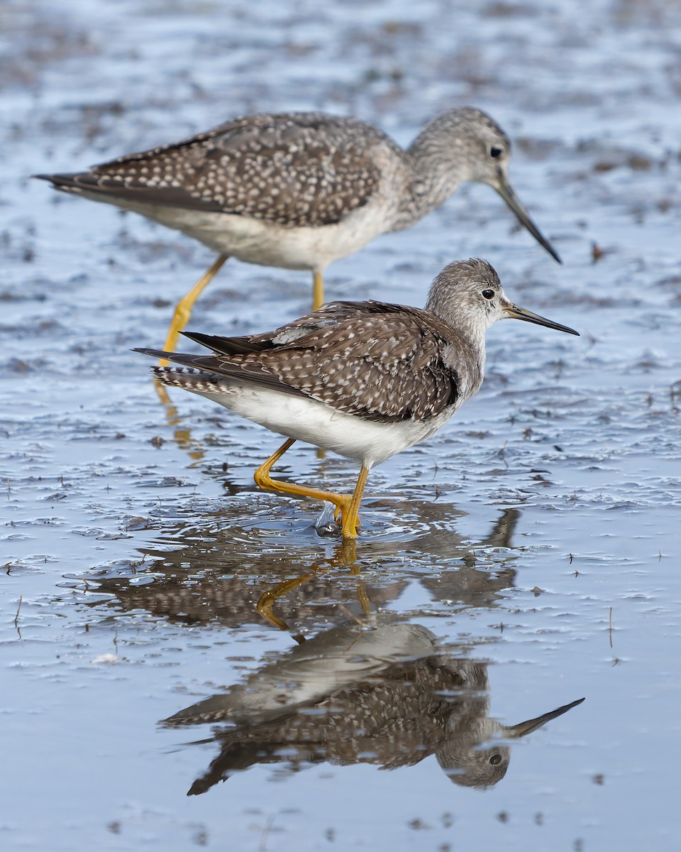 Lesser Yellowlegs - ML608602106