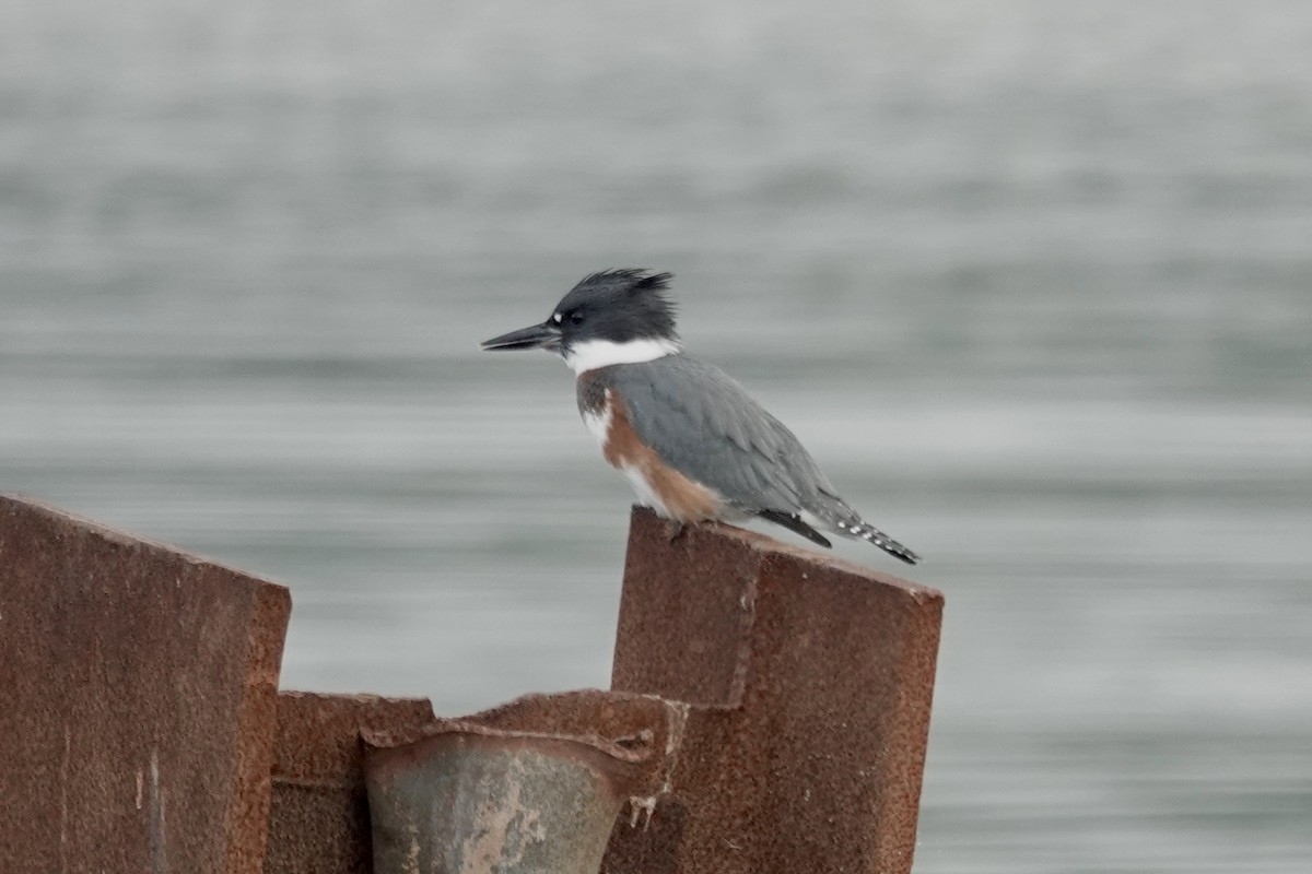 Belted Kingfisher - ML608602118
