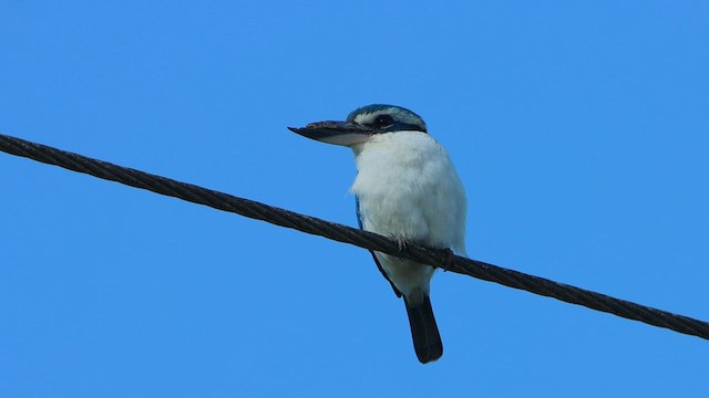 Pacific Kingfisher - ML608602133