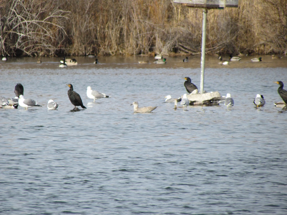 Glaucous-winged Gull - ML608602150